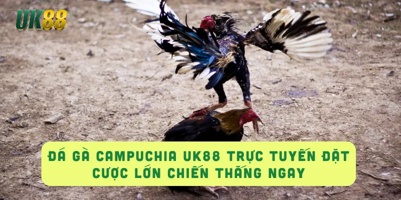 ĐÁ GÀ CAMPUCHIA UK88 Trực Tuyến Đặt Cược Lớn Chiến Thắng Ngay